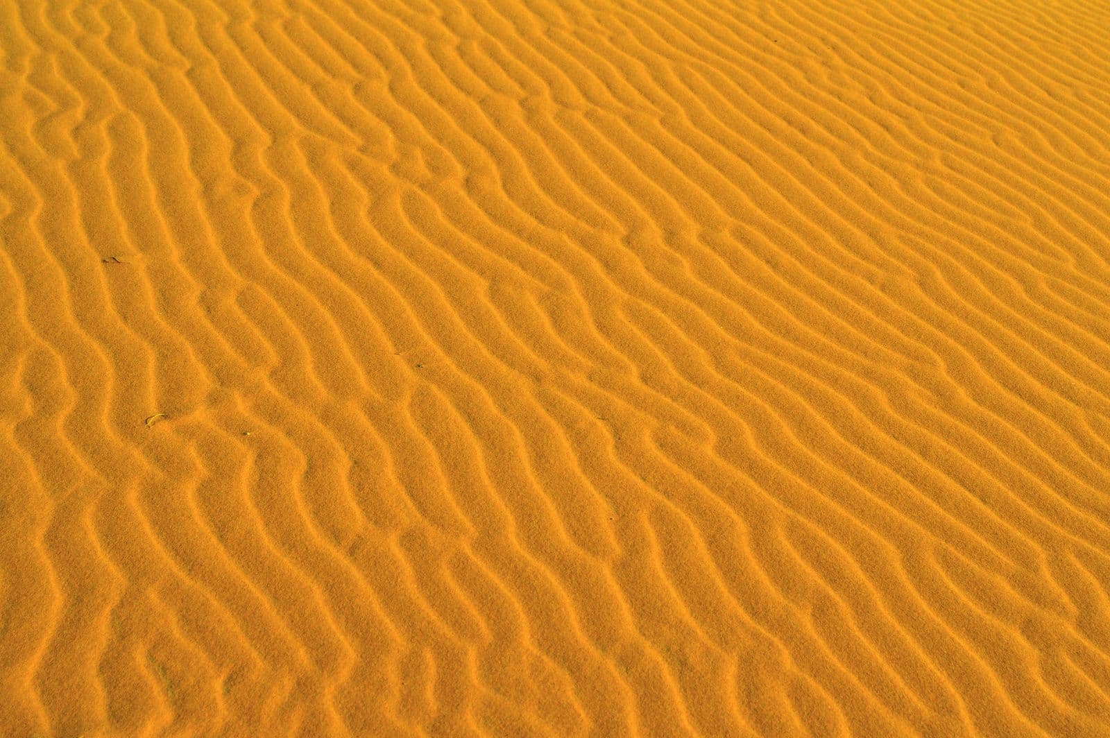 Photo : NaturEye Conservation (Pexels) Dunes du désert